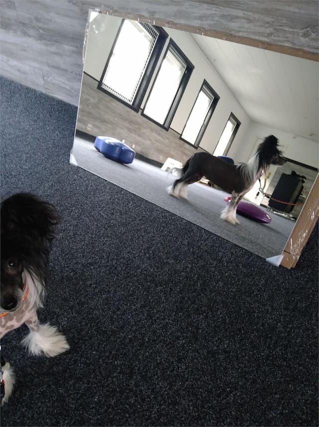 Svea testar speglarna